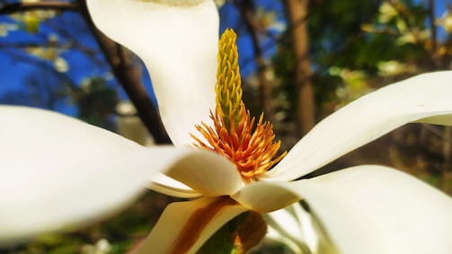 A close-up shot of a flower in full bloom, highlighting its details.