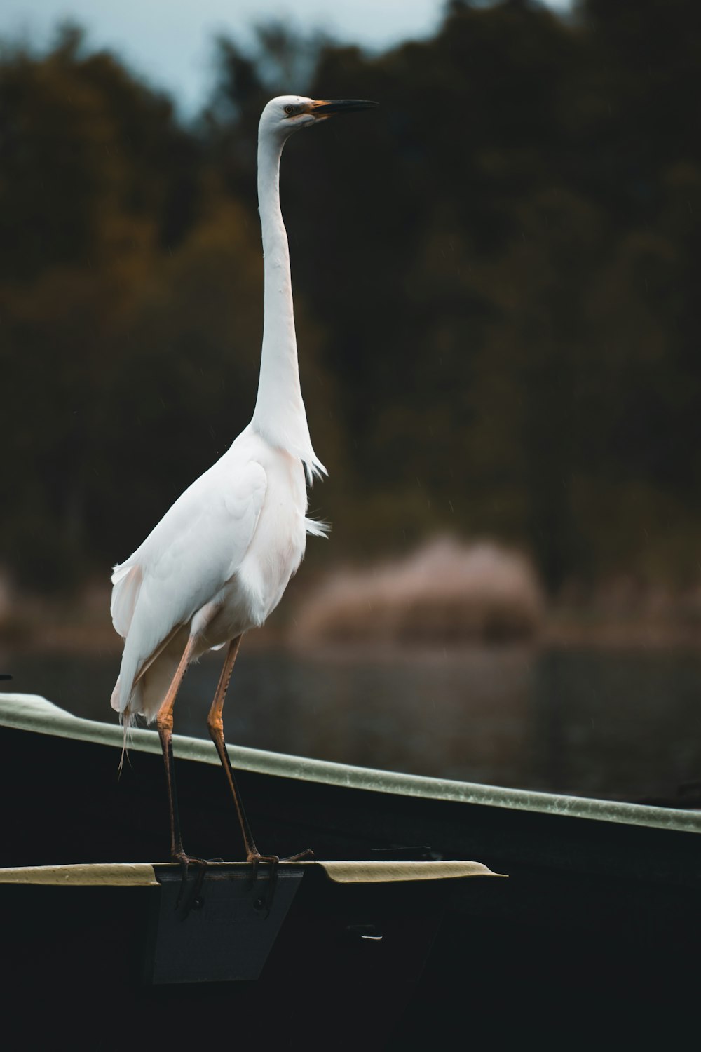 Un oiseau blanc se tient sur le bord d’un bateau