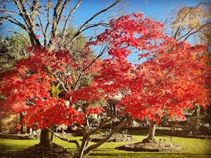 A vibrant autumn scene showing a tree and shrub trimming job that highlights the clean lines and seasonal care.