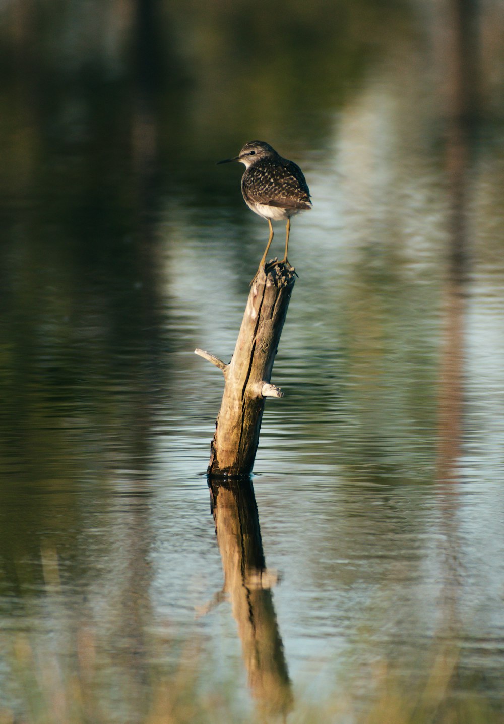 a bird is perched on a log in the water