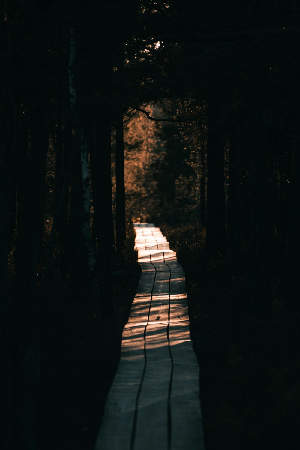 um caminho no meio de uma floresta escura