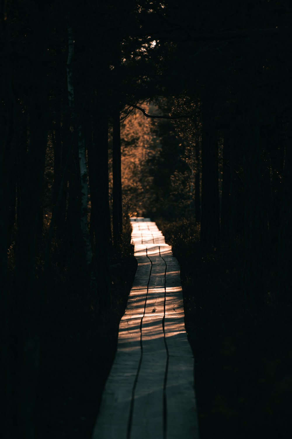 Un chemin au milieu d’une forêt sombre