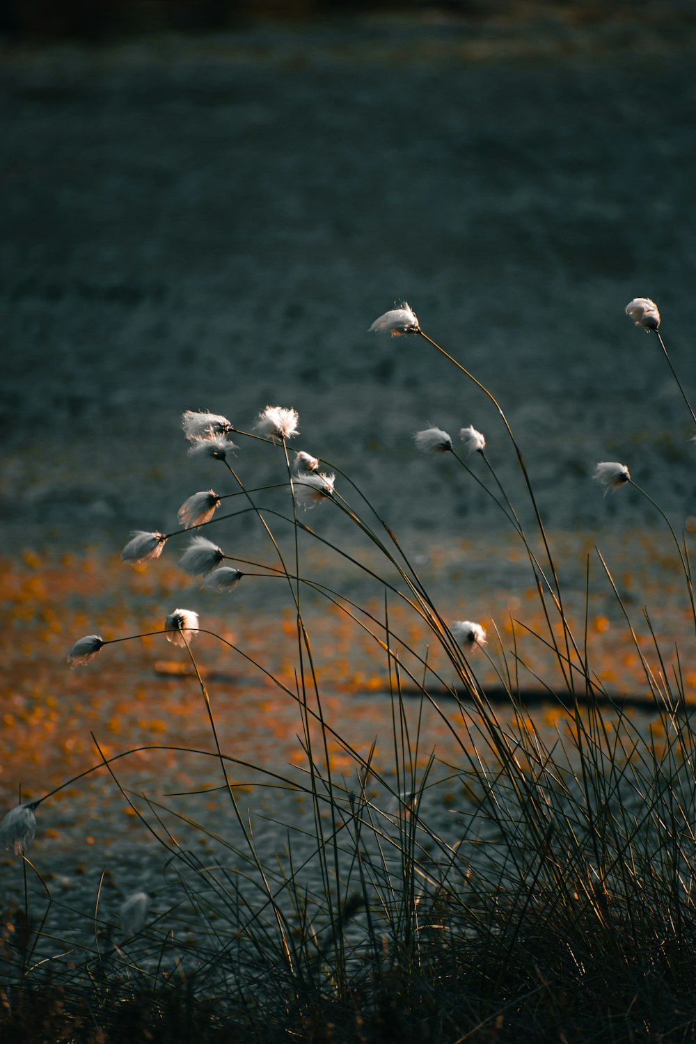풀로 덮인 들판 위에 앉아 있는 흰 꽃 무리