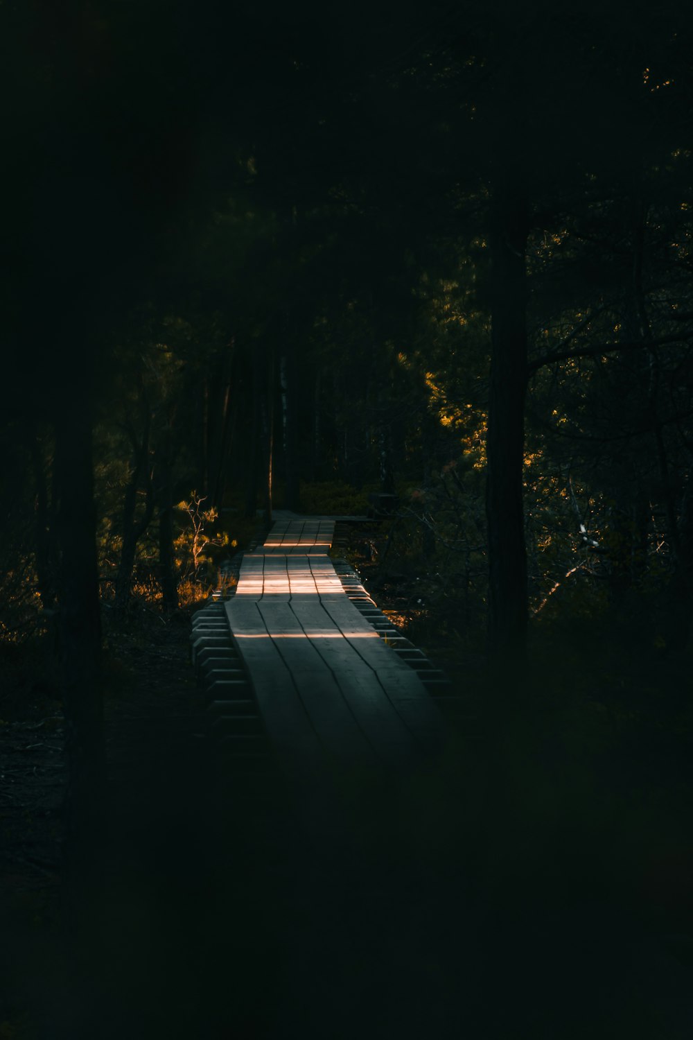 Un chemin au milieu d’une forêt la nuit