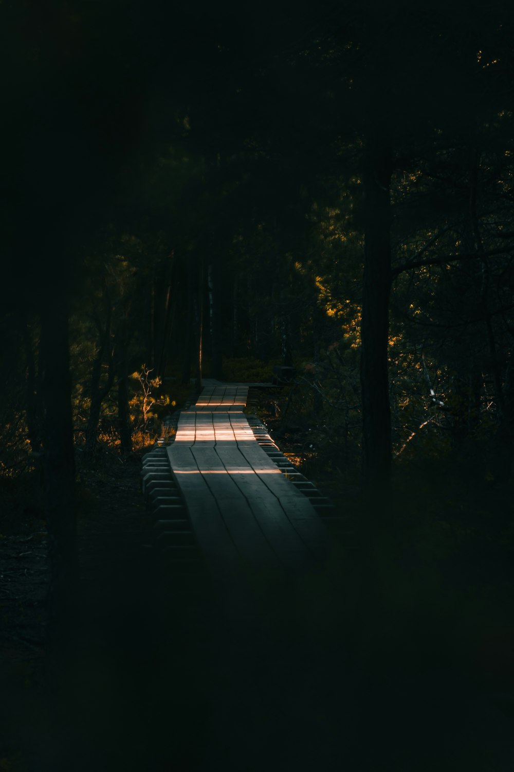 a path in the middle of a forest at night