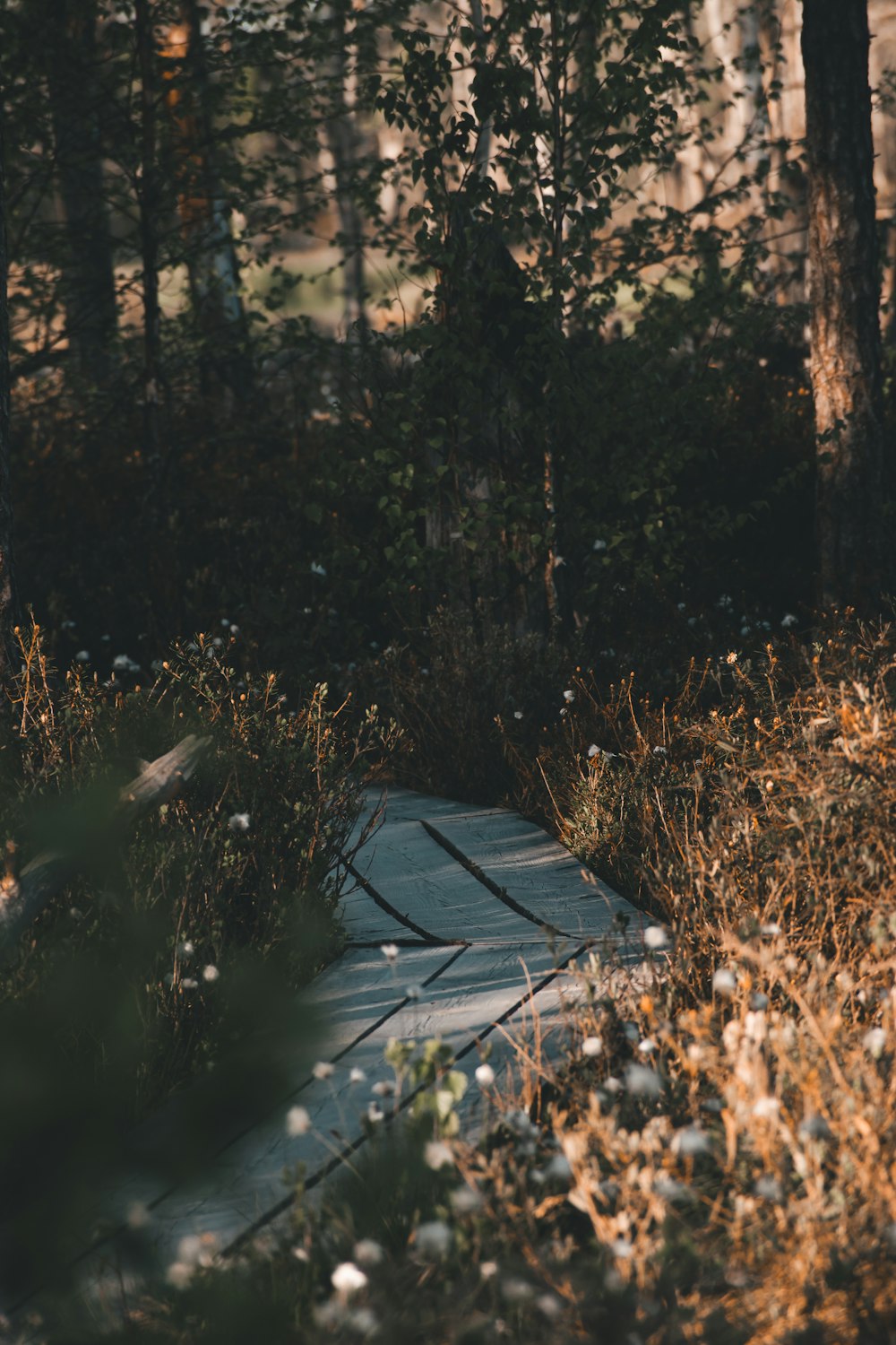 a wooden bench sitting in the middle of a forest