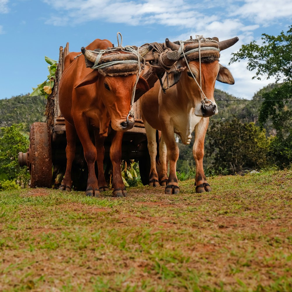 a couple of brown cows standing next to each other