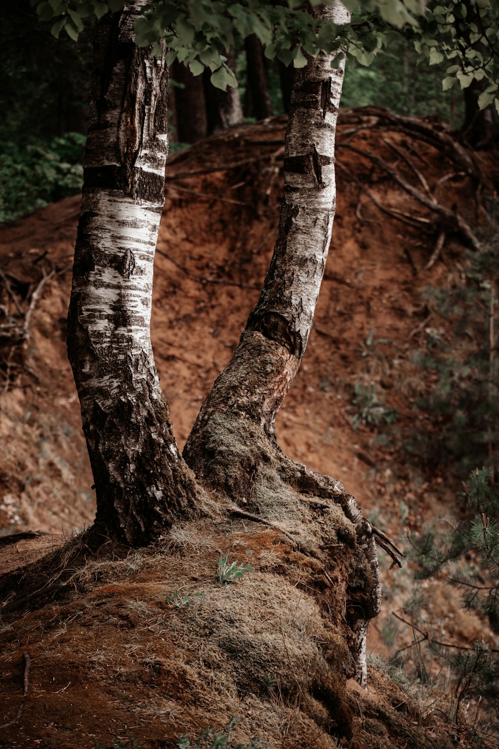 a couple of trees that are standing in the dirt