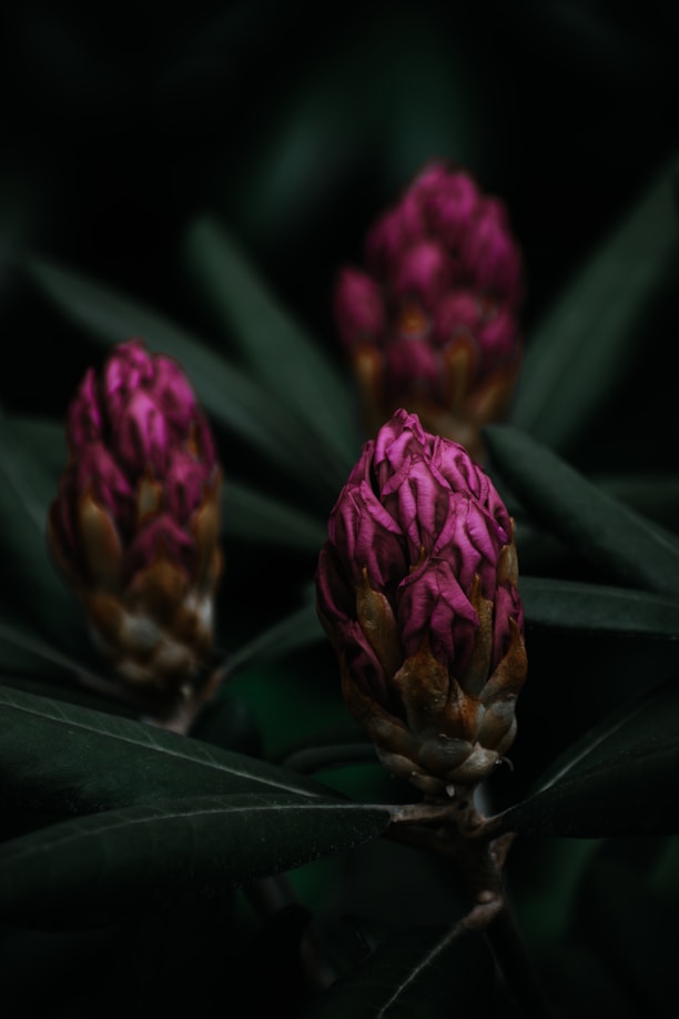 three pink flowers with green leaves in the background