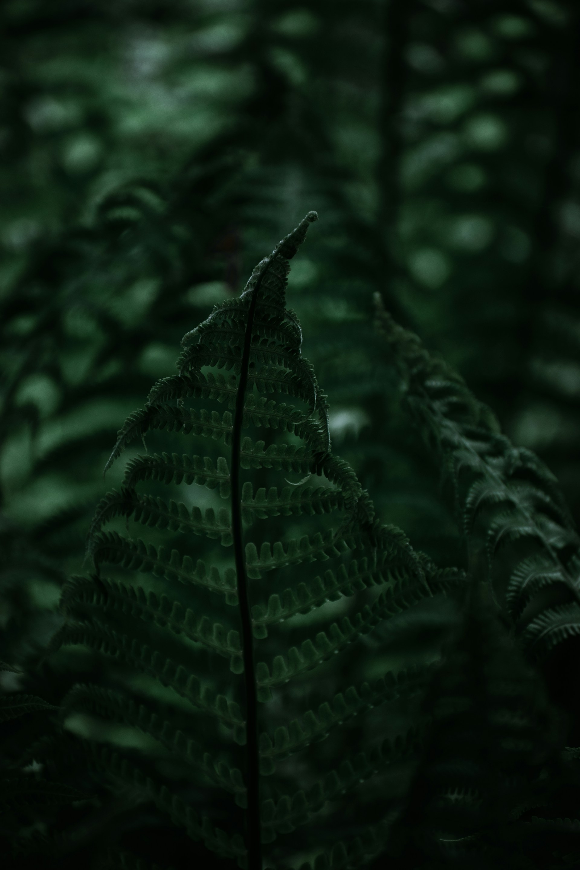 a fern leaf in the middle of a forest