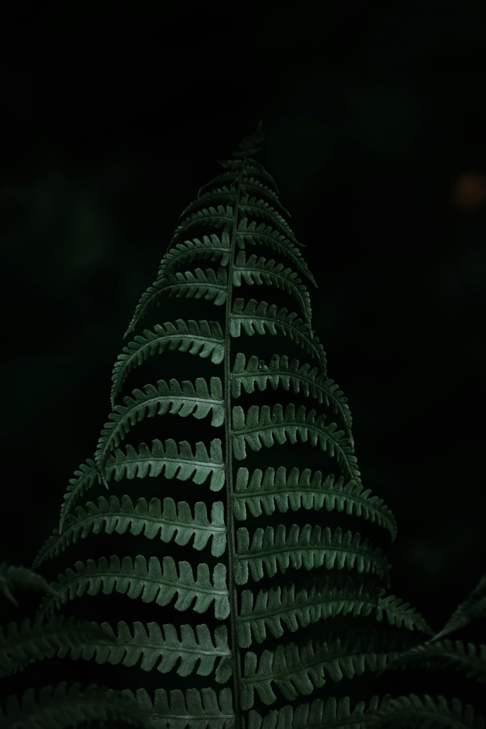 a green plant is shown in the dark