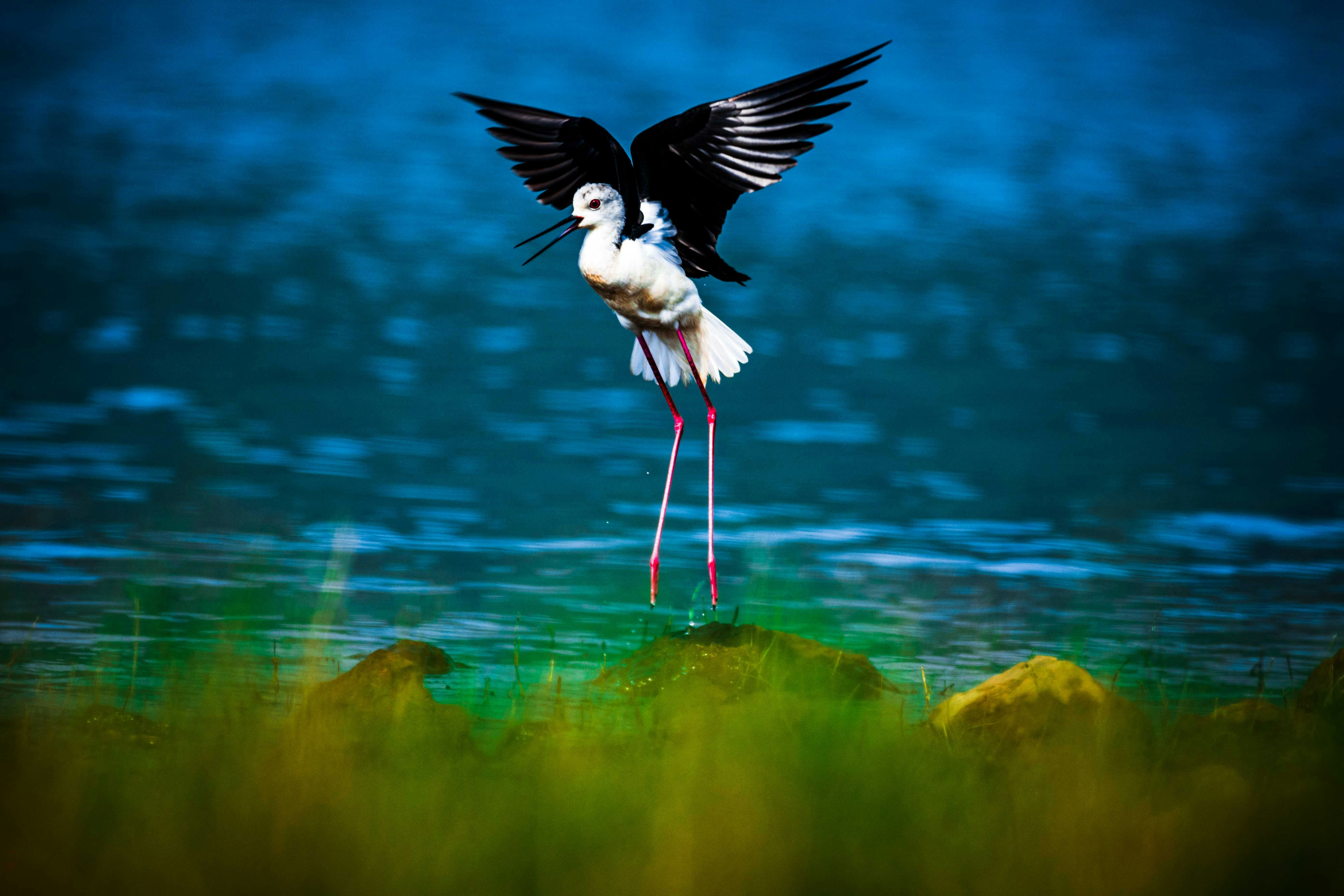 A black and white bird with its wings spread photo – Free Hd desktop ...