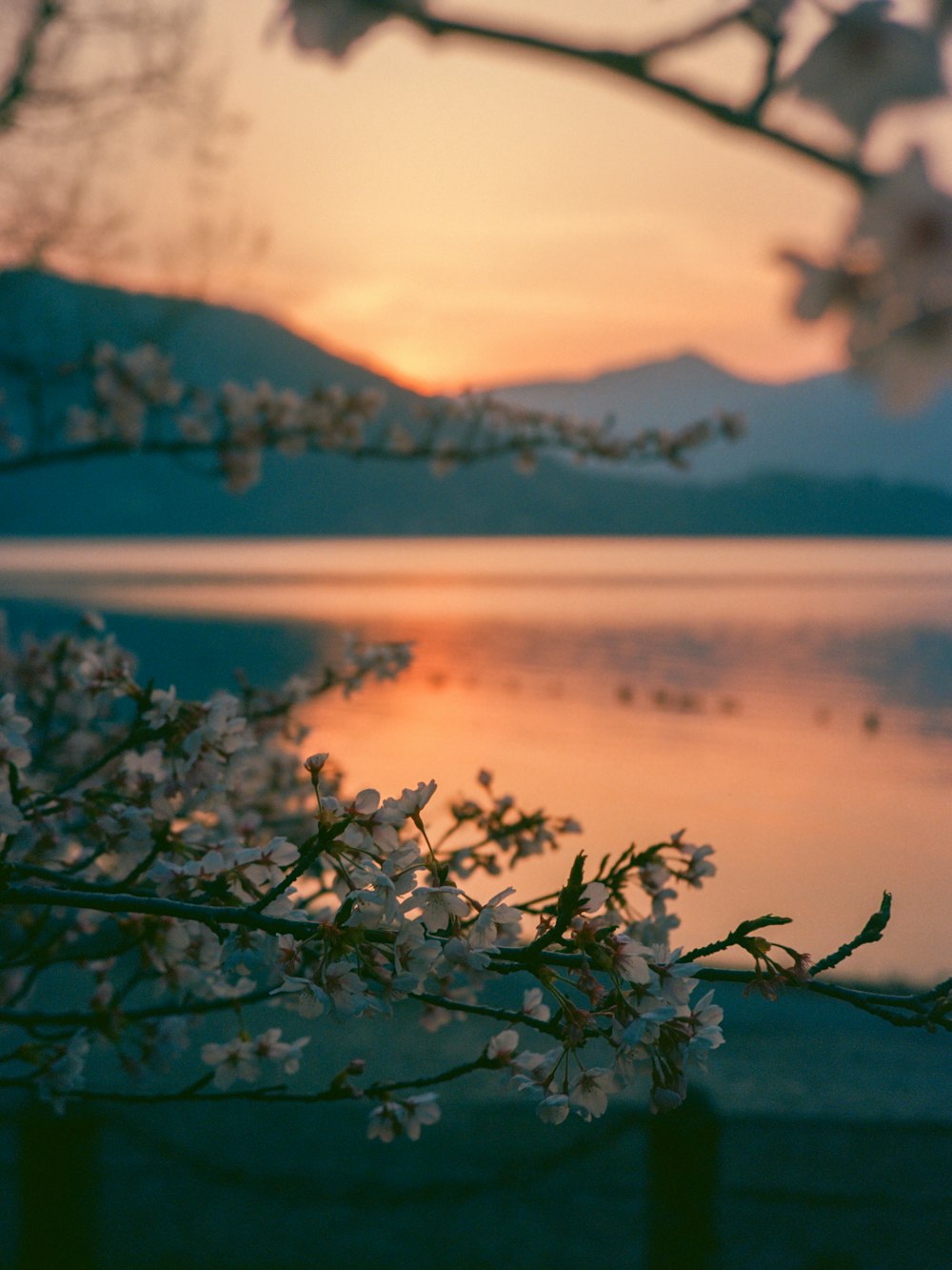a tree branch with white flowers in front of a body of water