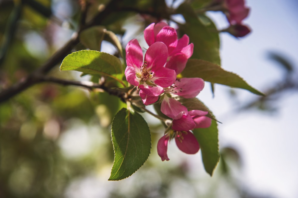 a close up of a pink flower on a tree