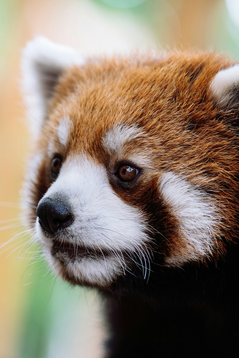 a close up of a red panda bear's face