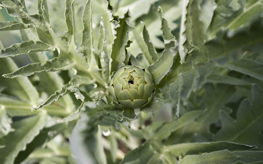 a close up of a green plant with leaves