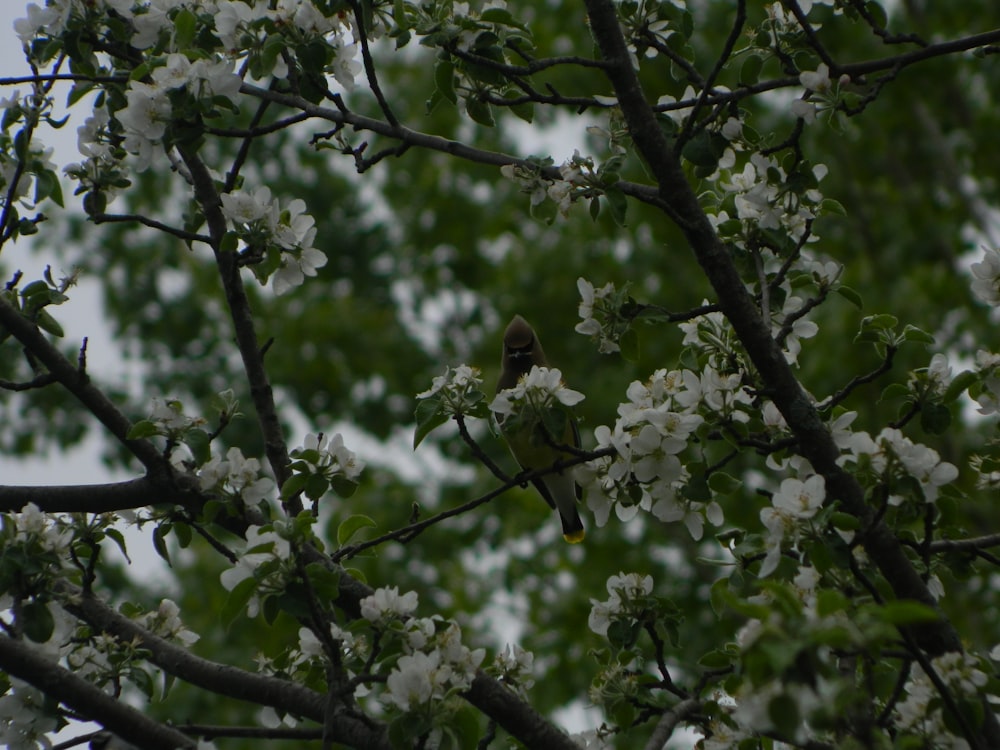 a bird sitting in a tree with white flowers