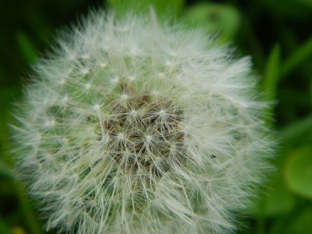 a close up of a dandelion in a field