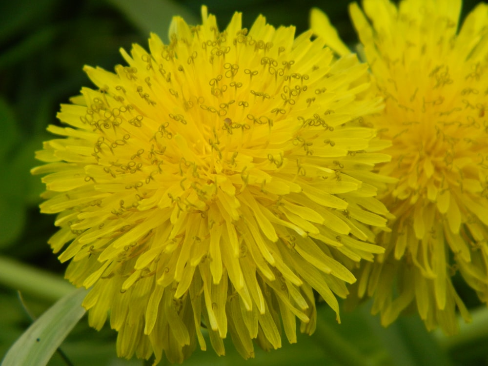 a close up of two yellow flowers in a field