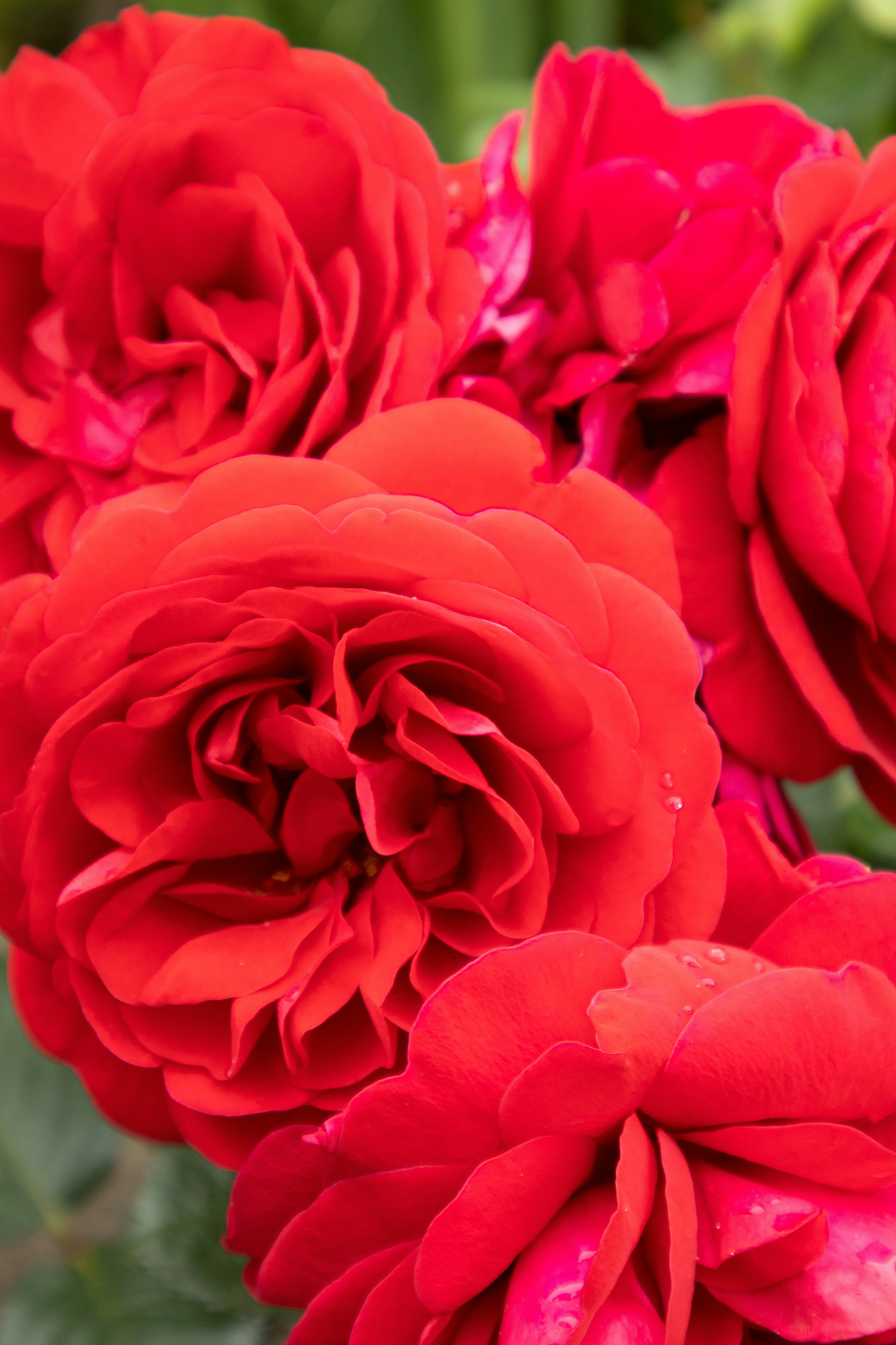 Photo by kccreations