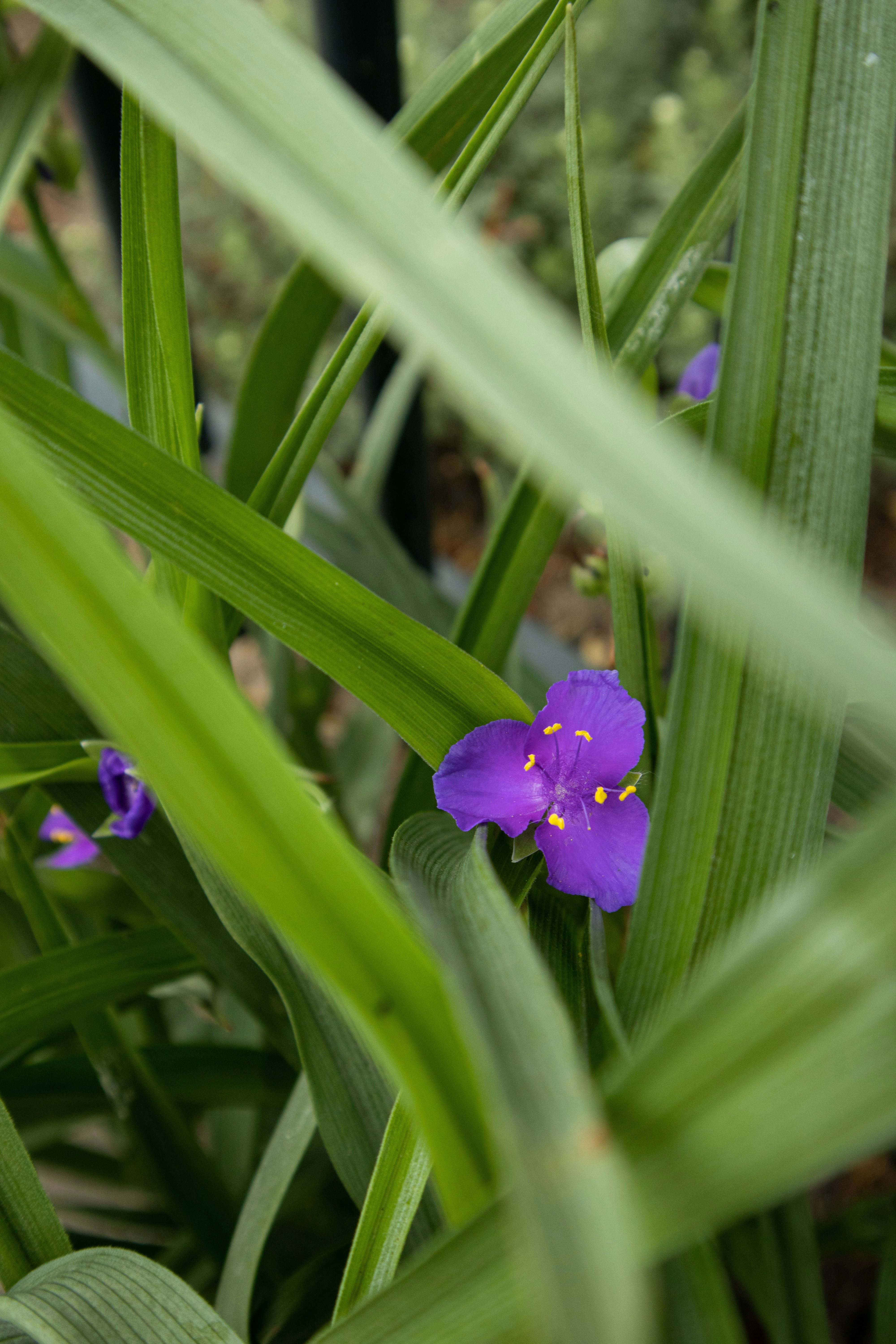 a purple flower is growing in the grass