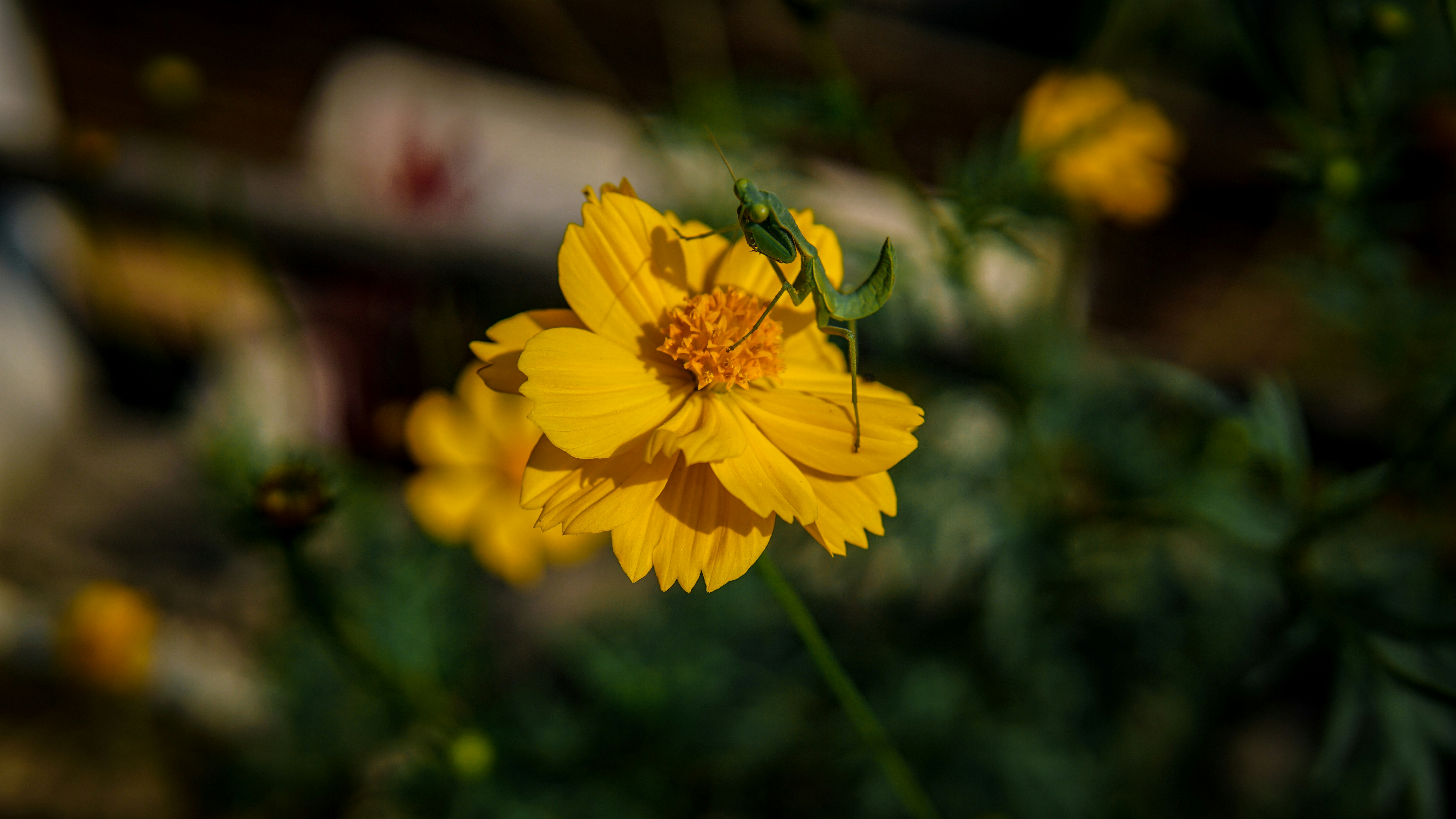 Photo by yousofalam