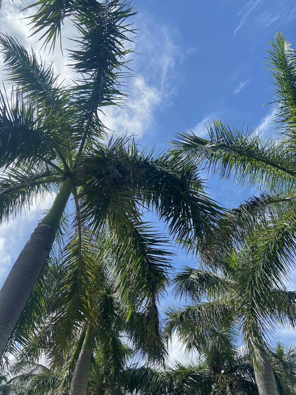 a group of palm trees with a blue sky in the background