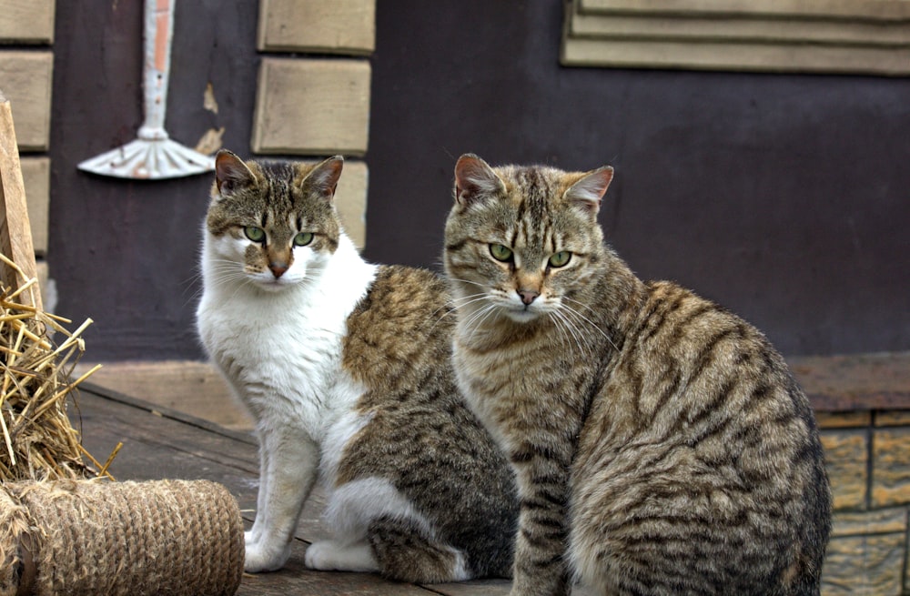 ein paar Katzen, die nebeneinander sitzen