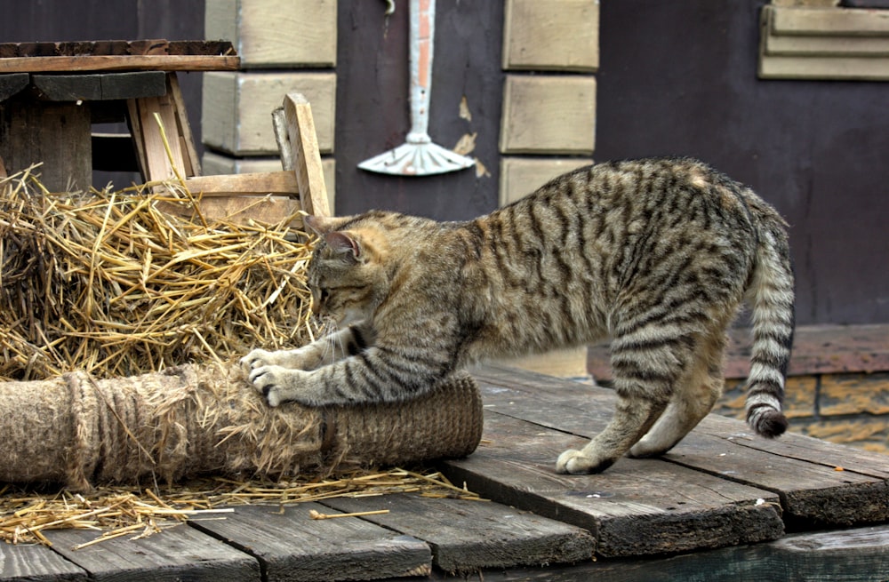 a cat playing with a rope on a dock