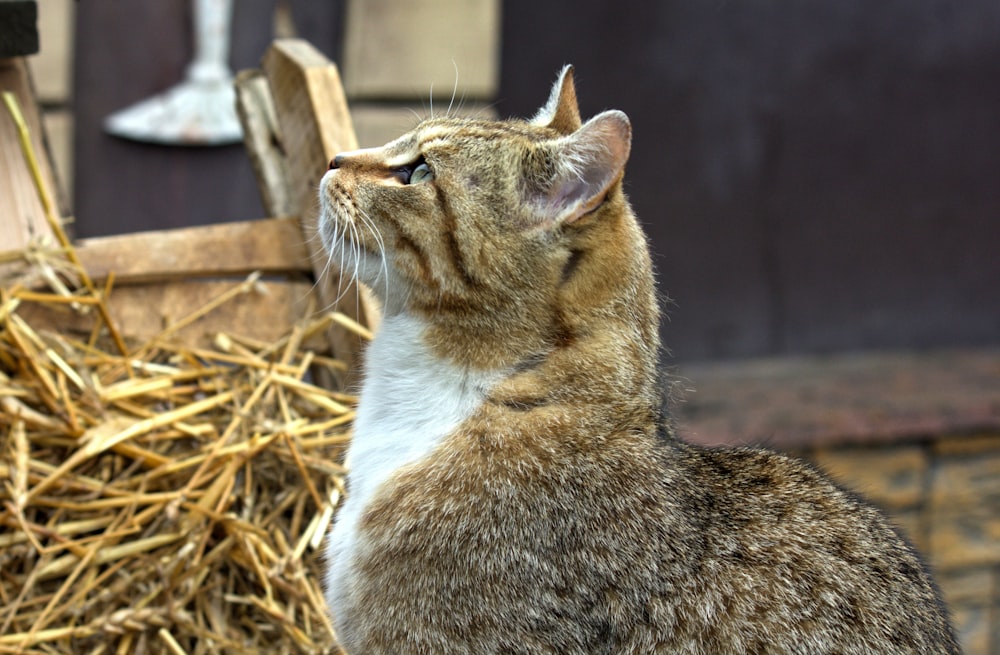 a cat sitting on top of a pile of hay