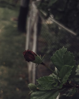 A dark, moody landscape with a single red rose growing in a shadowy forest.