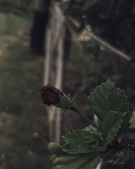 A dark, moody landscape with a single red rose growing in a shadowy forest.
