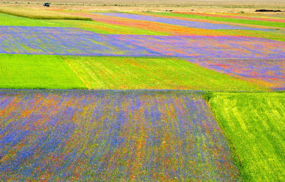 a large field with many different colored flowers