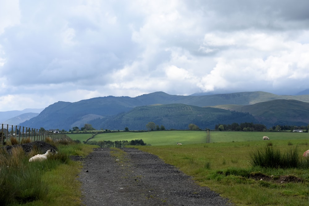 a dirt road leading to a lush green field