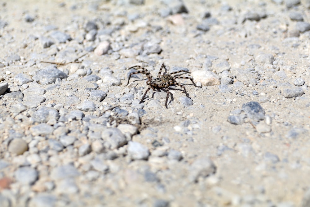 a small spider crawling on a rocky ground
