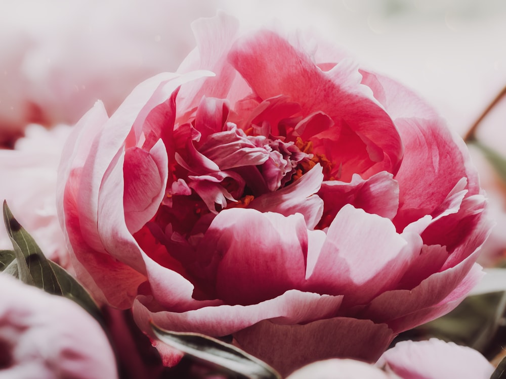 a close up of a pink flower with leaves