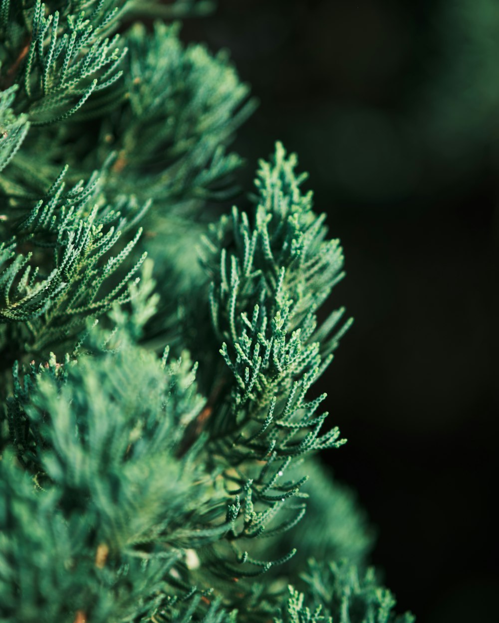 a close up of a pine tree branch