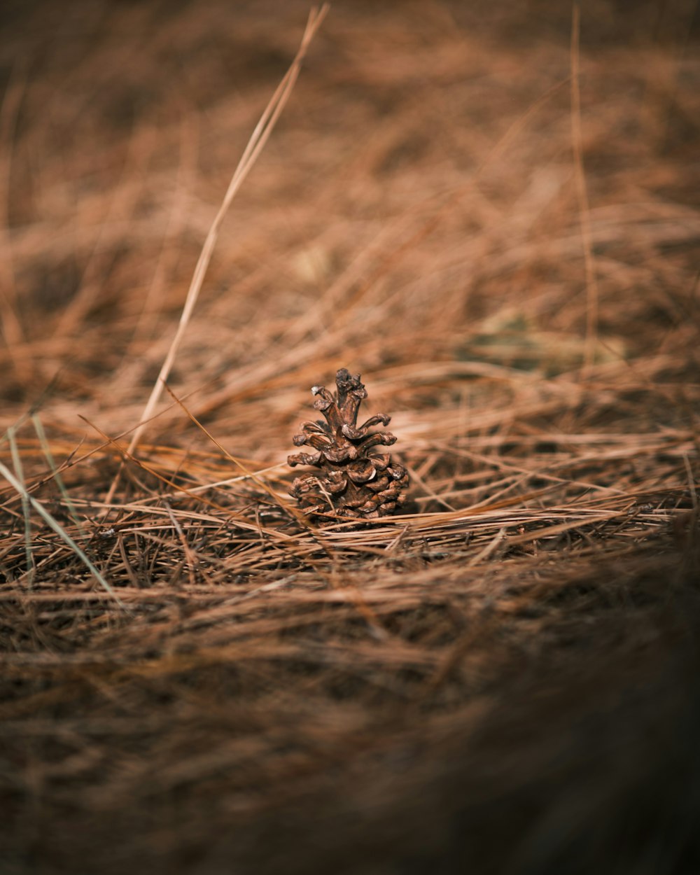 a pine cone sitting on top of a dry grass field