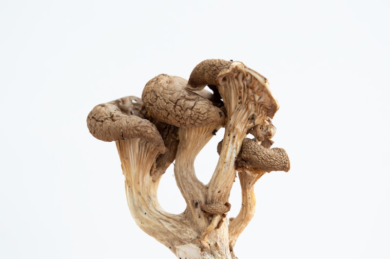 Medicinal Mushrooms