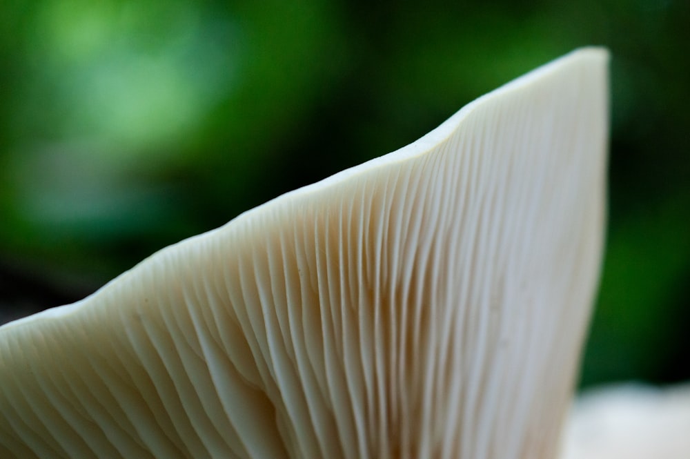 a close up of a mushroom with a blurry background