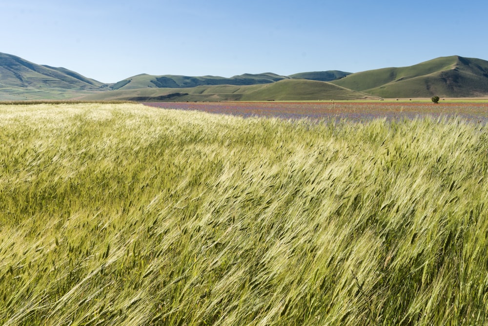 a field of grass with mountains in the background