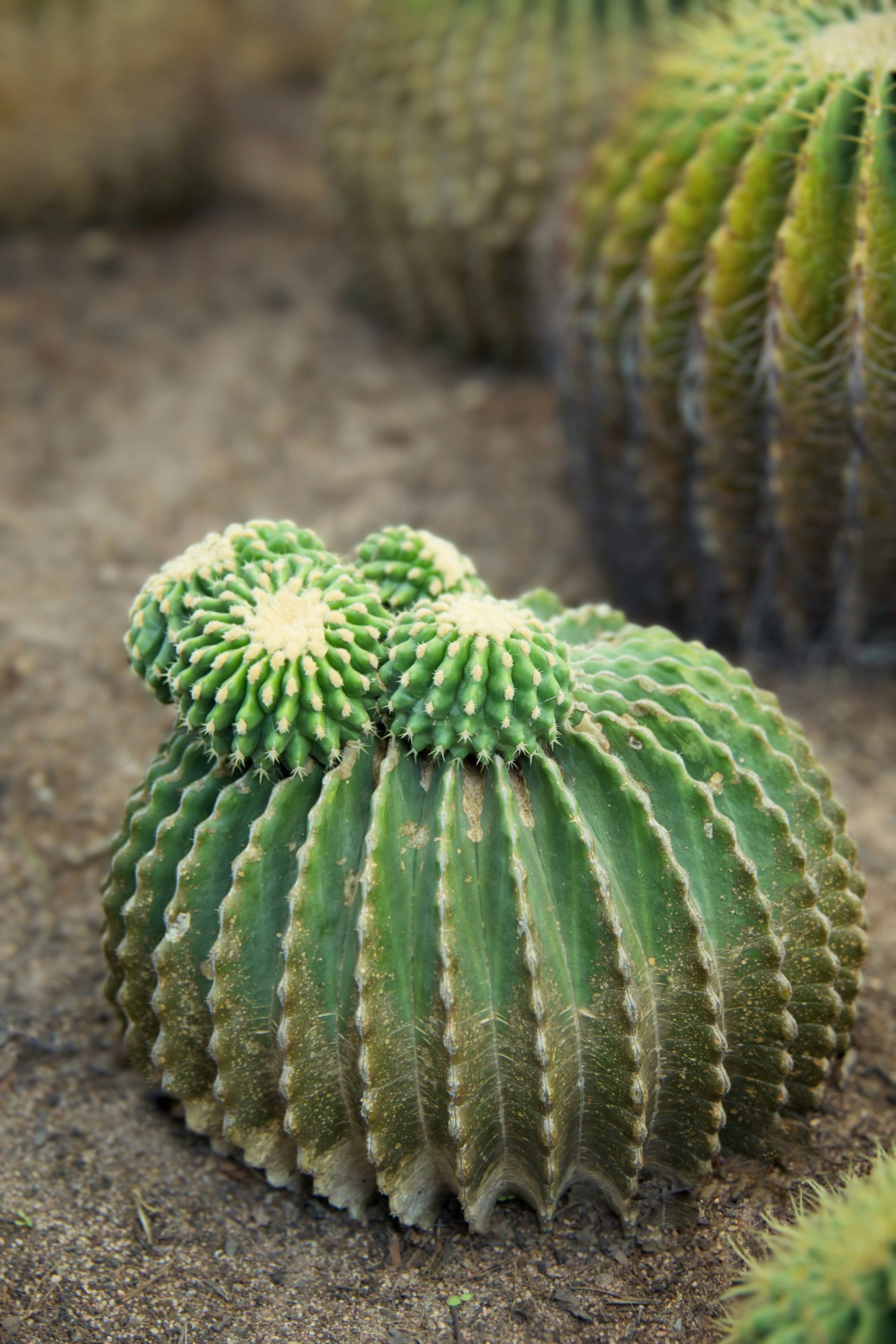 Photo by kengkengkreingkrai