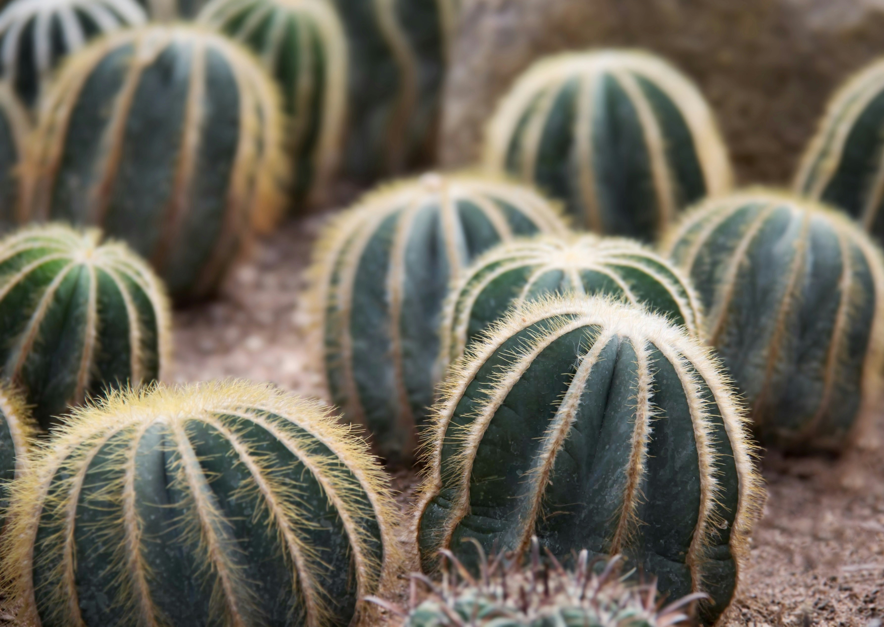 a group of cactus plants in the dirt