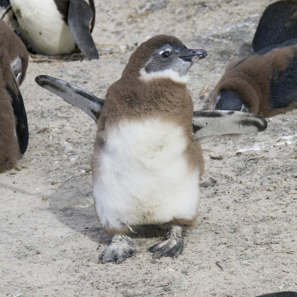 a group of penguins standing on top of a sandy ground