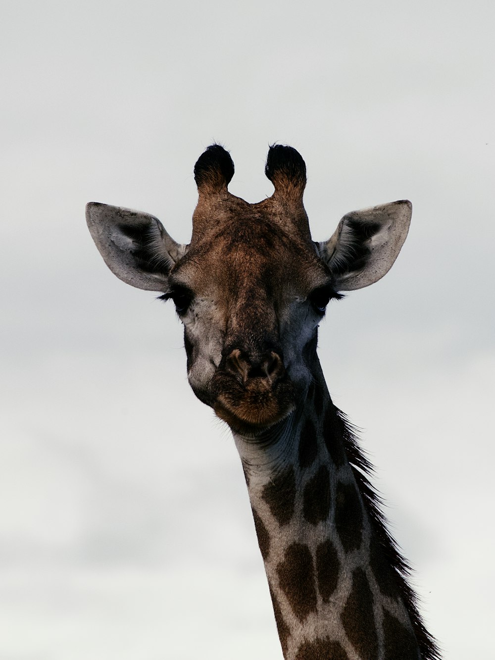 a close up of a giraffe with a sky background