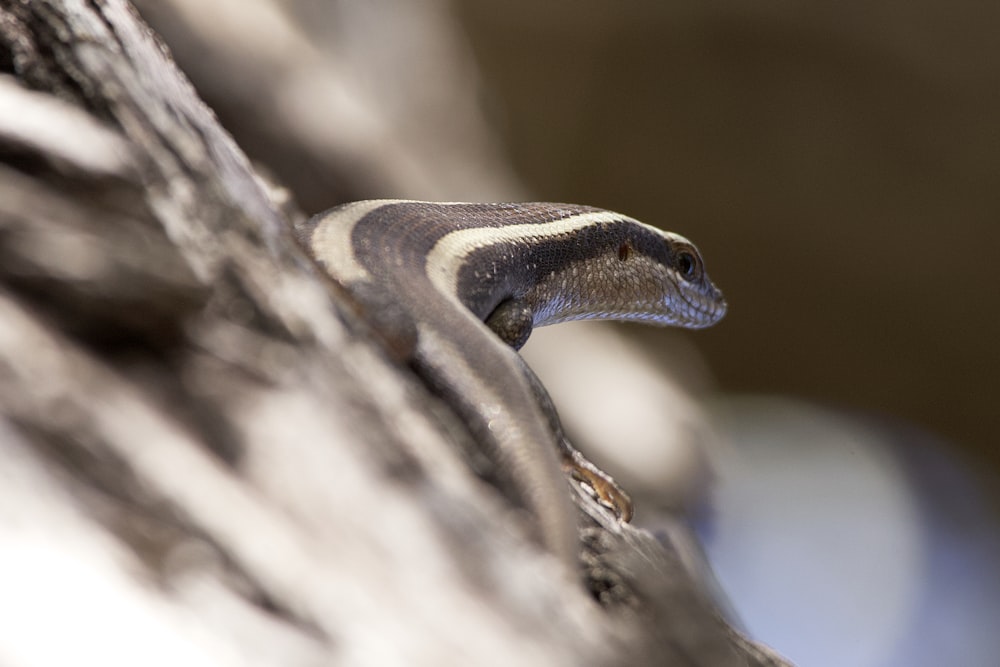 a close up of a snake on a tree branch