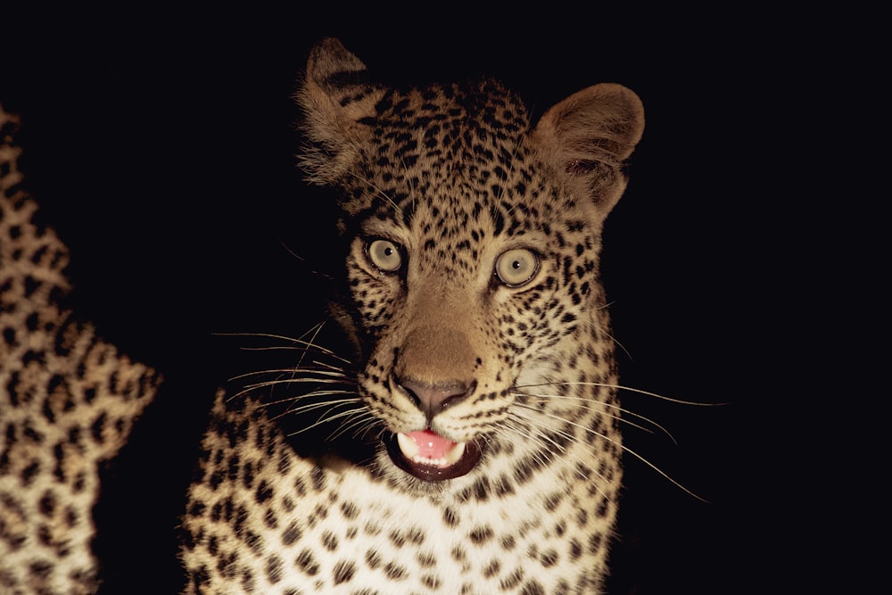a close up of a leopard on a black background