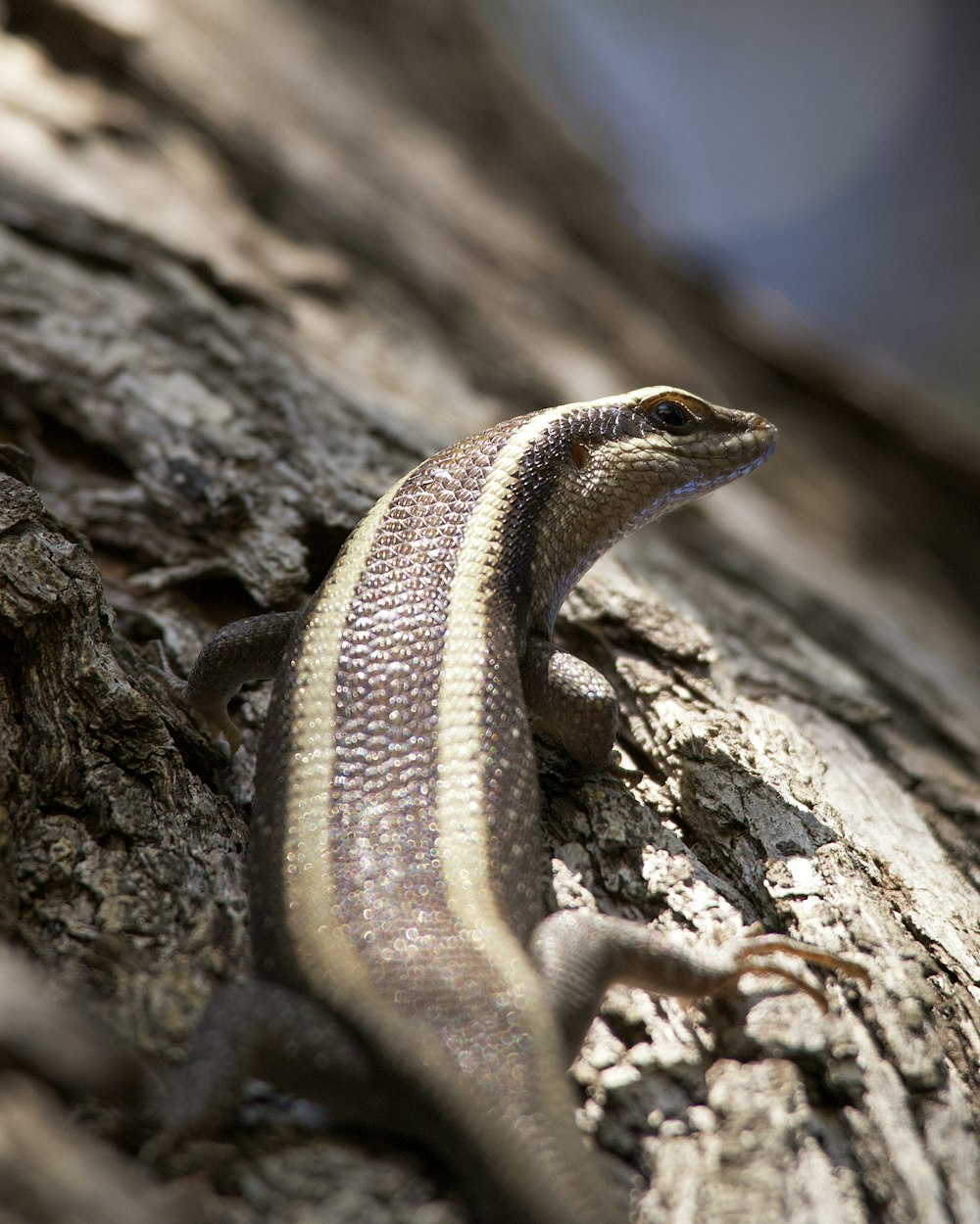 a lizard sitting on top of a tree trunk