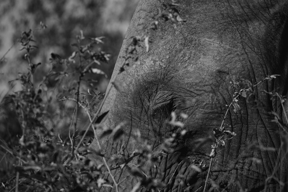 a black and white photo of an elephant in the wild