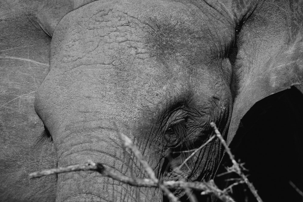 a black and white photo of an elephant